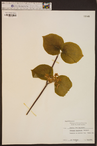 Viburnum lantanoides image