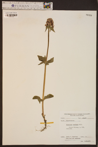 Valeriana capitata image