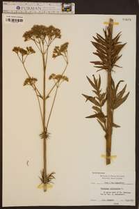 Valeriana officinalis image