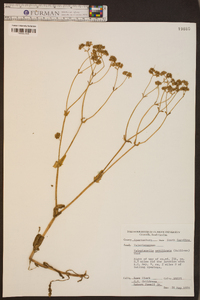 Valerianella umbilicata image