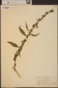 Campanulastrum americanum image