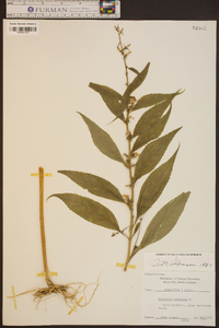 Campanulastrum americanum image