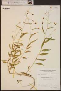 Campanula divaricata image