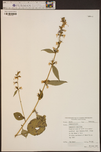 Campanulastrum americanum image