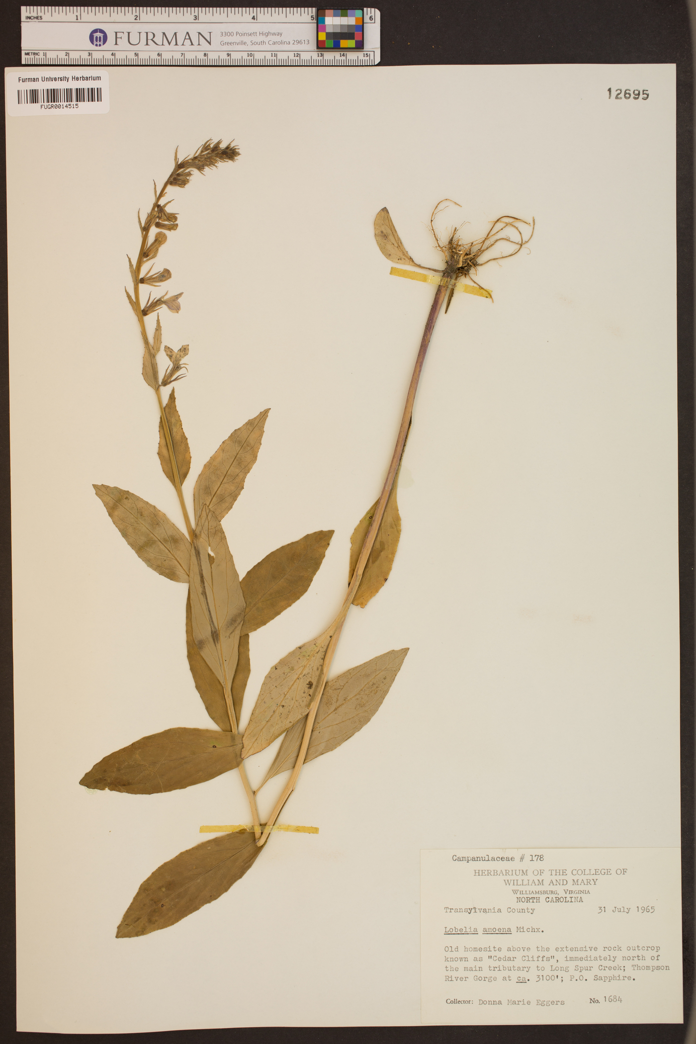 Lobelia amoena image