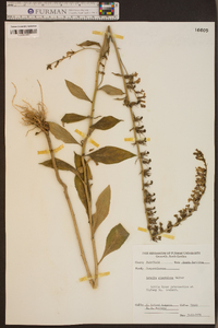 Lobelia glandulosa image