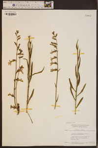 Lobelia glandulosa image