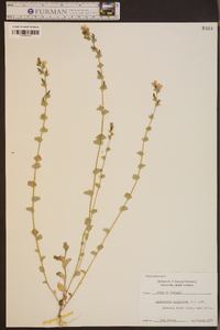 Triodanis perfoliata var. perfoliata image