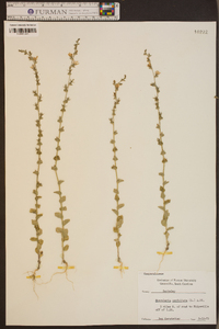 Triodanis perfoliata var. perfoliata image