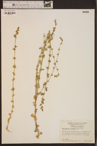 Triodanis perfoliata var. perfoliata image