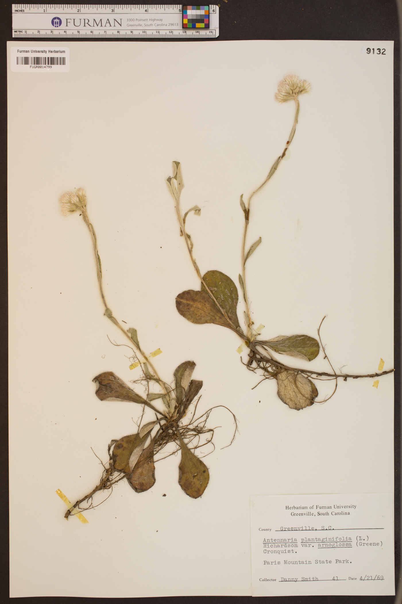 Antennaria plantaginifolia var. arnoglossa image