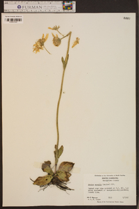 Arnica acaulis image