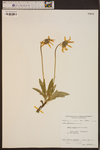 Arnica frigida image