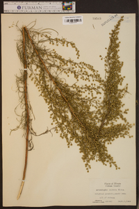 Artemisia campestris image