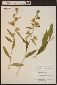 Aster curtisii image