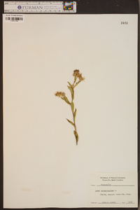 Symphyotrichum novae-angliae image