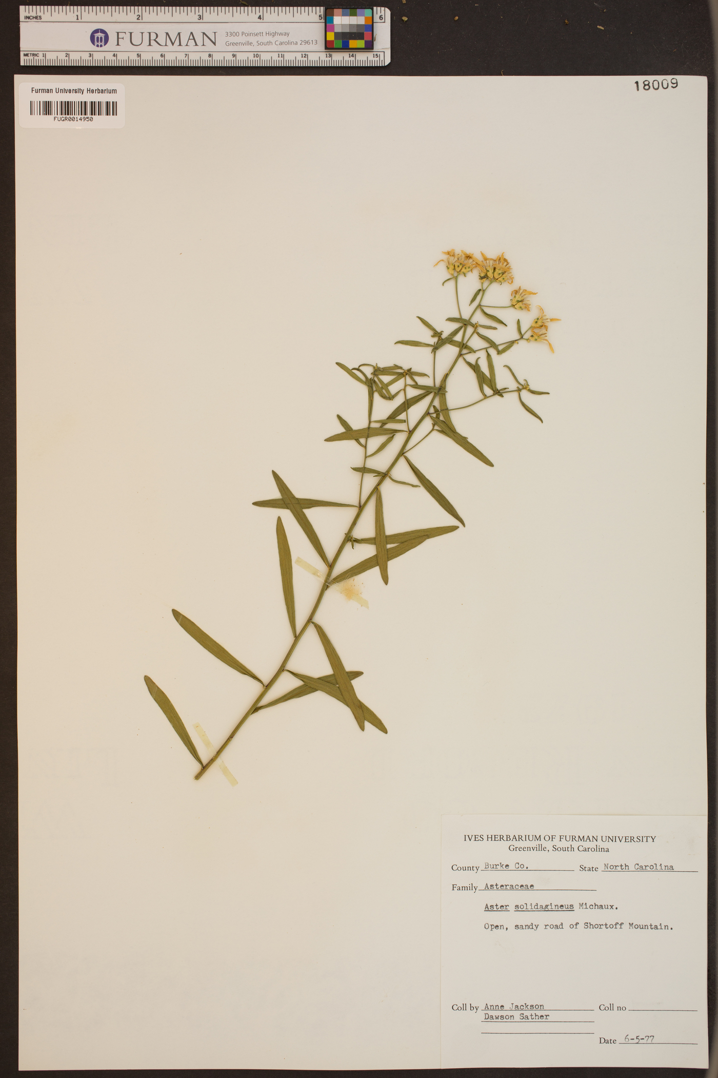 Aster solidagineus image