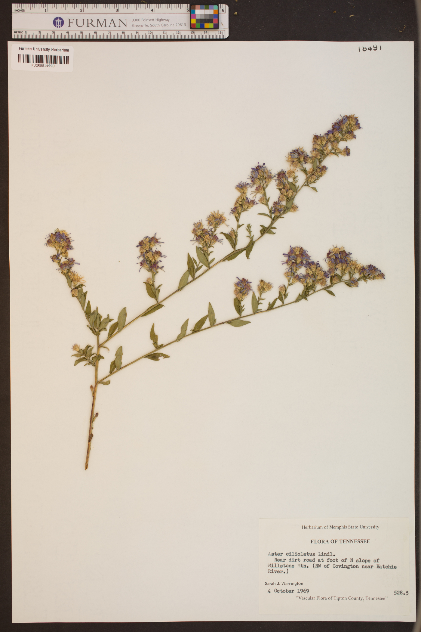 Aster ciliolatus image