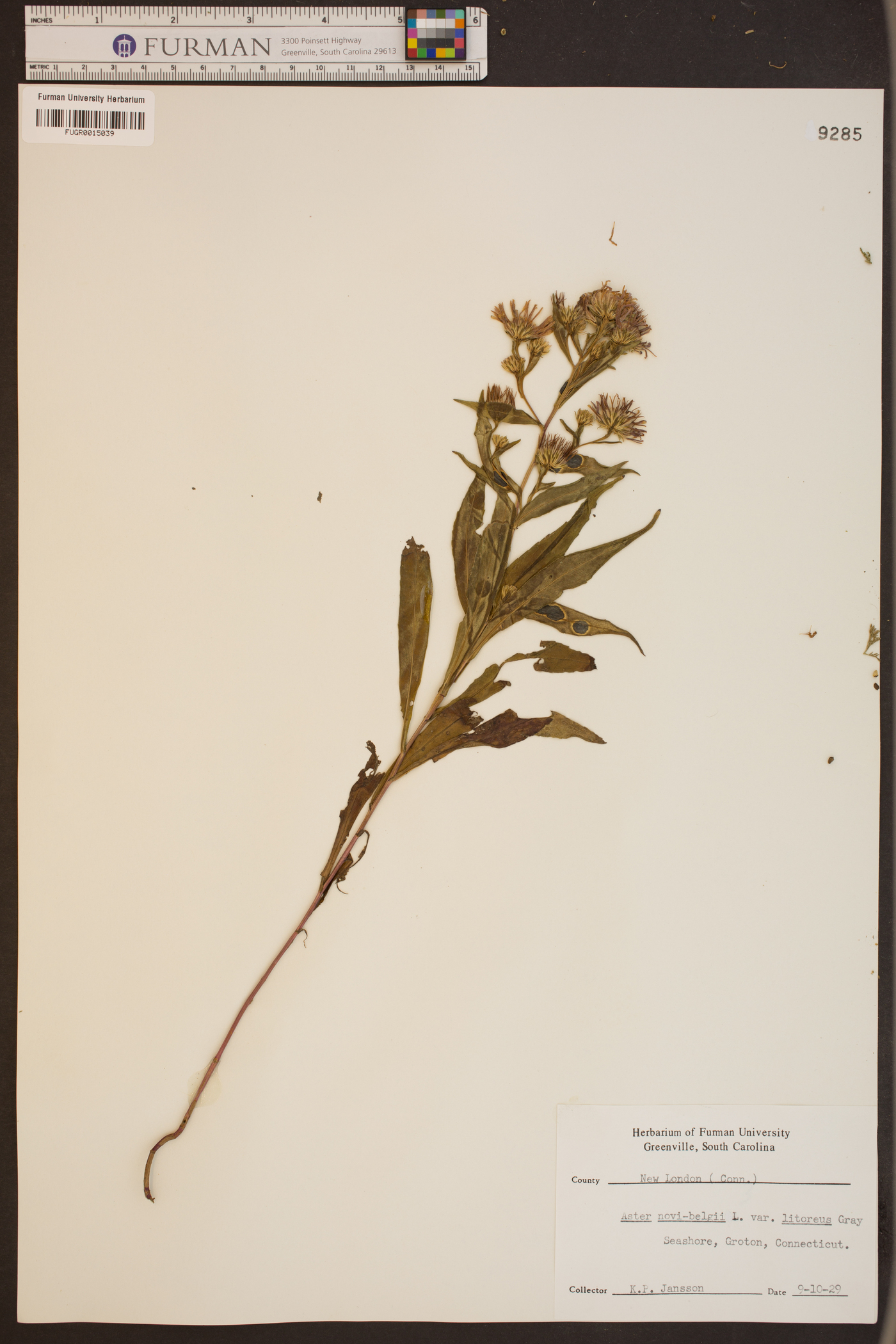 Symphyotrichum praealtum var. praealtum image