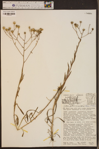 Aster ptarmicoides image