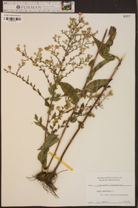 Symphyotrichum undulatum image