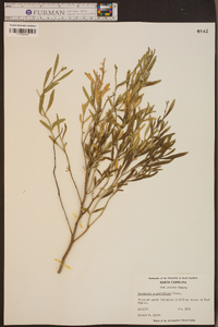 Baccharis angustifolia image