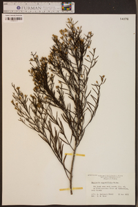 Baccharis angustifolia image