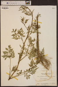 Bidens bipinnata image