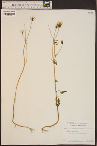 Bidens bipinnata image