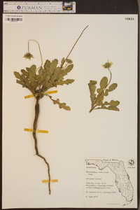 Berlandiera subacaulis image