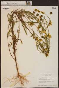 Bidens polylepis image