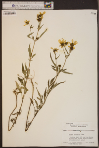 Bidens polylepis image