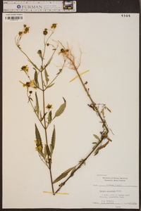 Bidens polylepis image