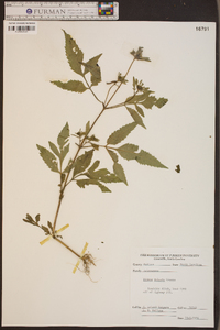 Bidens vulgata image