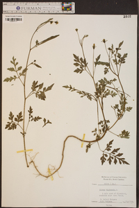 Bidens bipinnata image