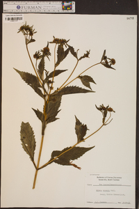 Bidens connata image