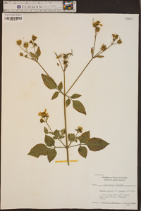 Bidens alba var. radiata image