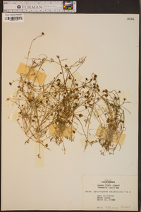 Blennosperma californicum image