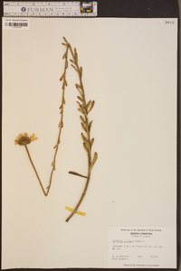 Balduina uniflora image