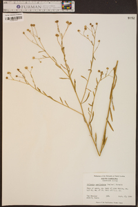 Boltonia caroliniana image