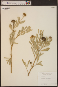 Borrichia frutescens image