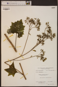 Arnoglossum atriplicifolium image