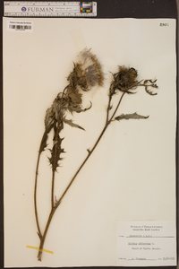 Cirsium altissimum image