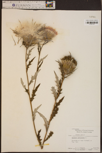 Cirsium altissimum image