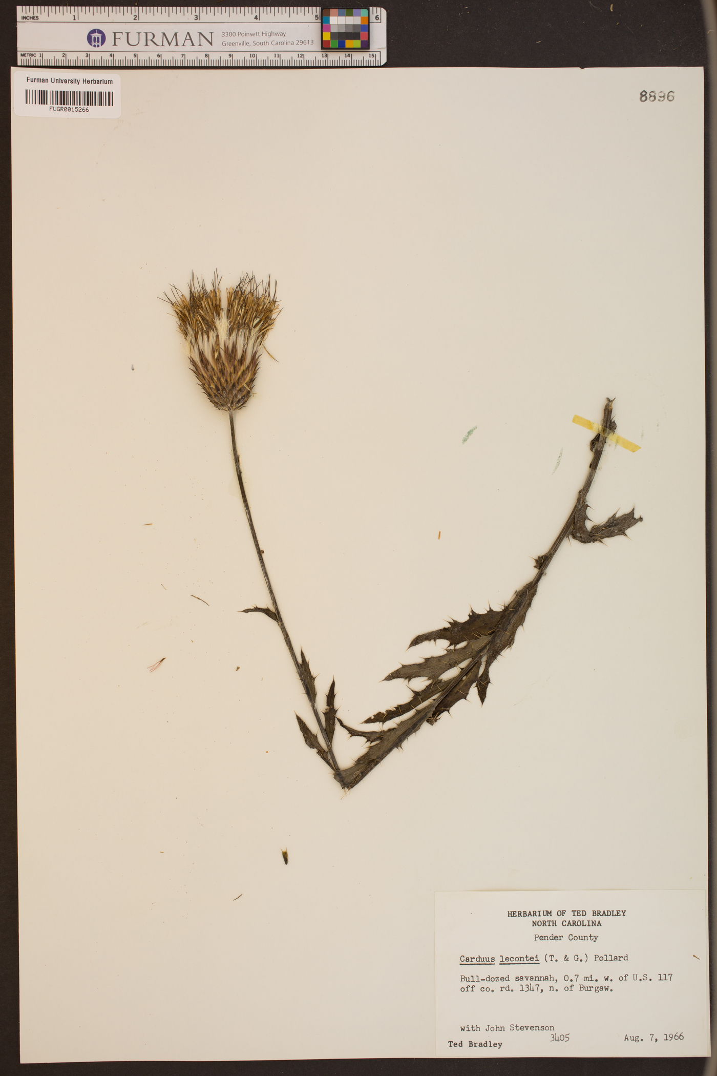 Carduus lecontei image