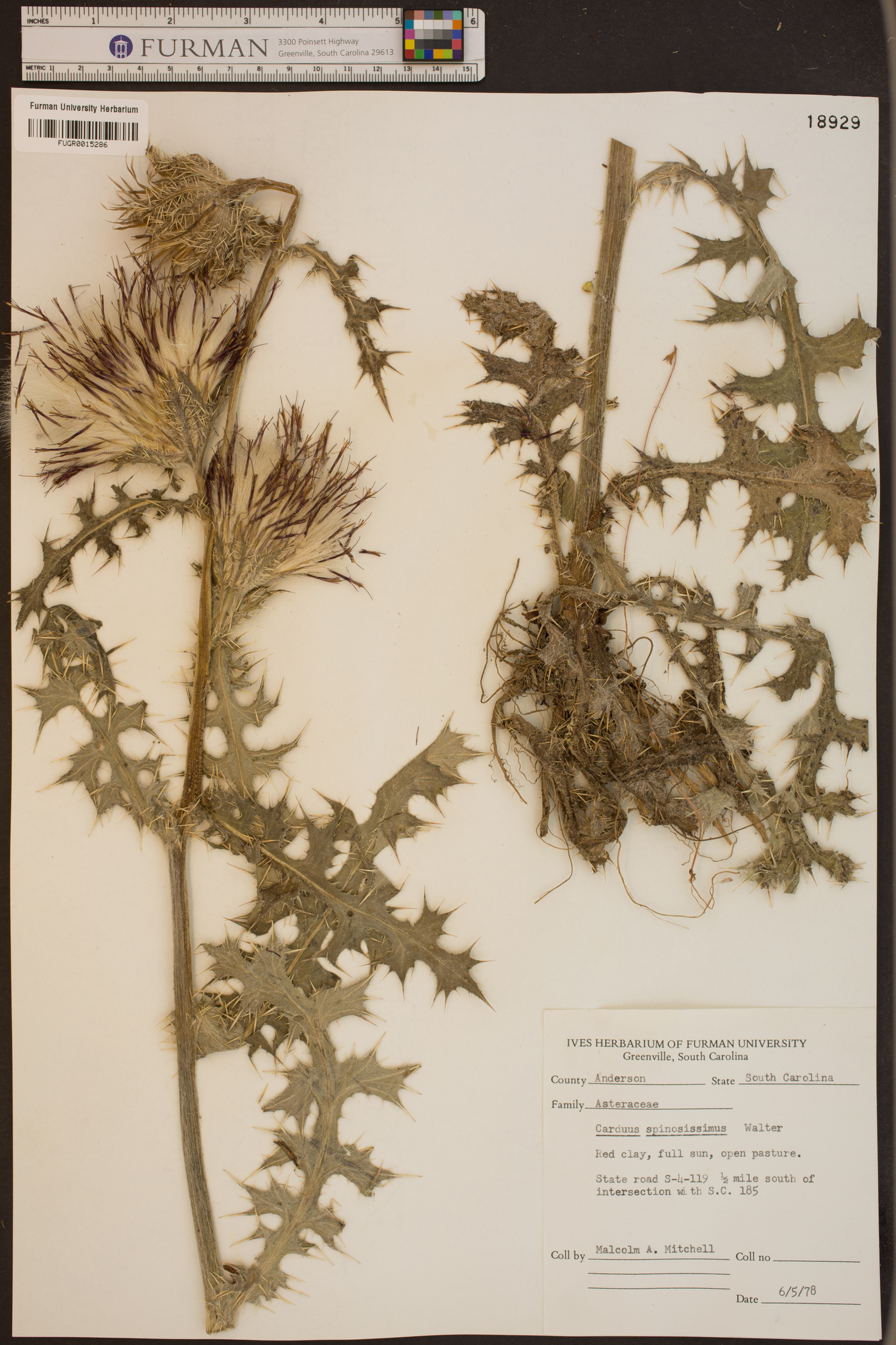 Carduus spinosissimus image