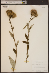 Cirsium altissimum image