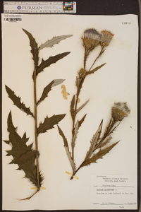 Cirsium altissimum image