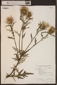 Cirsium discolor image