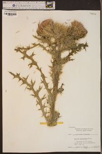 Cirsium horridulum image